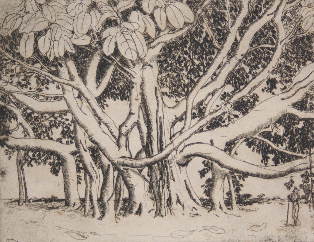 Polly Knipp Hill. Giant Rubber Tree. Etching, 54 of 67, 7 by 9 inches.